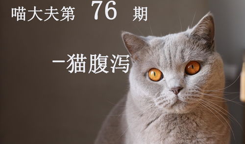 小猫拉稀是怎么回事