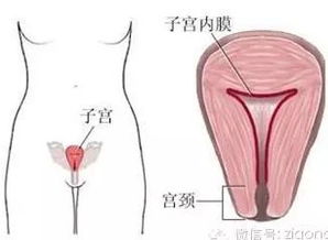 女人最重要的内膜——子宫内膜(了解子宫内膜)