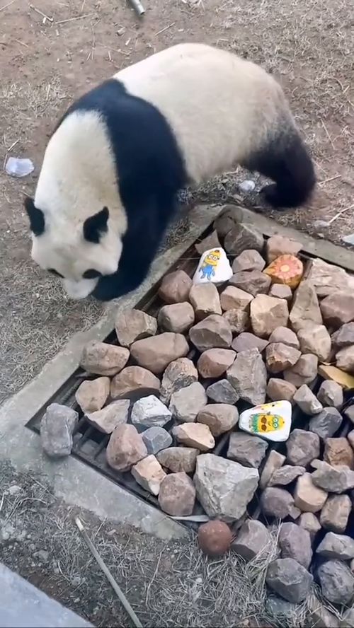 熊猫的驯养员每天是不是很幸福 
