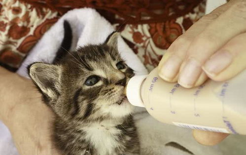 幼猫不喝羊奶 它抗拒的不是羊奶粉,而是铲屎官的喂奶姿势