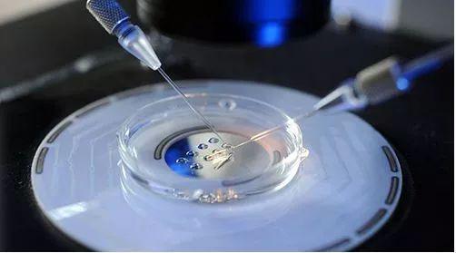 试管婴儿移植胚胎放的越多越好吗