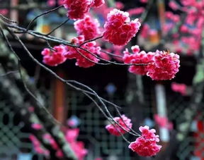 丽江两棵上百岁的古樱花如期盛开 怎一个美字了得