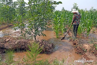 大荔 渭南二期抽水抗旱 万亩秋作物喝上救命水 