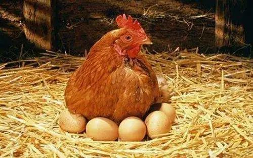 秋养蛋鸡的注意事项四件事