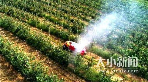 枝繁叶茂根遒劲 烟台苹果香天下 