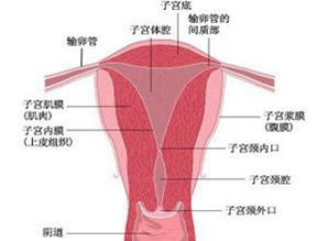 慢性子宫内膜炎