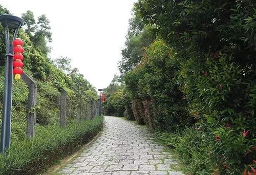 深圳梅林绿道徒步记