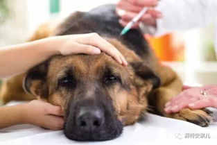 狗狗细小病毒的症状与治疗方法 