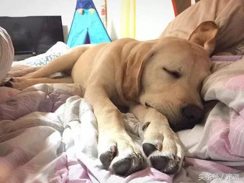 狗狗 睡觉 的时候有这5个动作,恭喜你,它一定非常爱你
