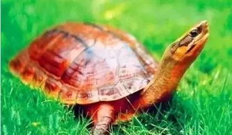 中国特有的龟,你了解多少 