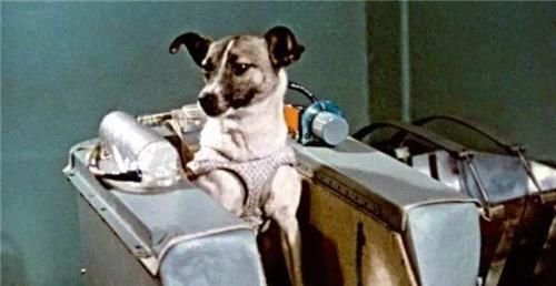 1957年,苏联将一只3岁的小狗送上太空,如今它怎么样了