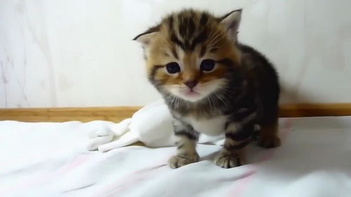 呆萌的小猫咪上线,这可爱的小样子,都想养一只了 