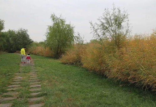 秋末冬初,北京这些地方的芦苇景观美哭了