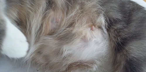猫咪乳房发炎可咋整 小奶猫无奶可喝 猫乳腺炎致病因素及症状