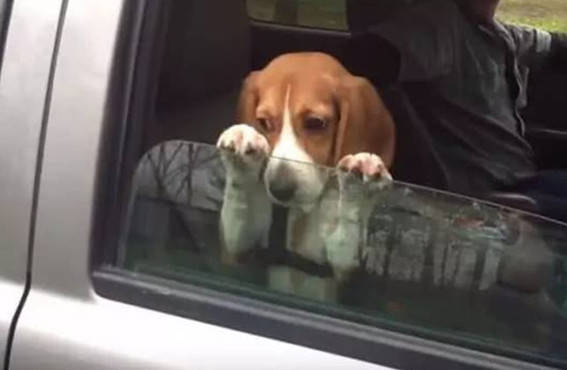 宠物狗头一次坐车兜风,趴在车窗上赏风景,随后搞笑一幕发生了
