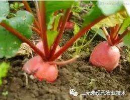 胡萝卜的种植方法,胡萝卜的种植方法
