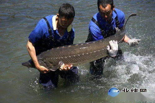 冷水鱼养殖基地规划 搜狗图片搜索