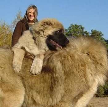 此犬是世界上体型最大的犬,猛犬藏獒在它面前排不上名