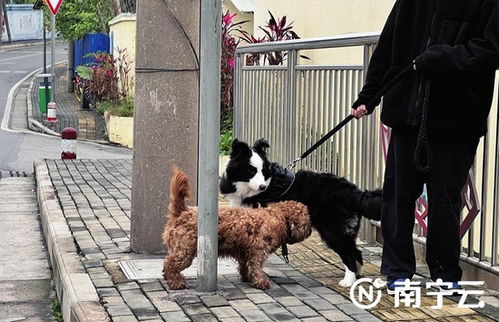 南宁多个小区宠物狗 放飞天性 市民呼吁文明养犬