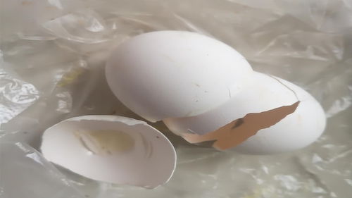 鸡蛋壳的妙用 鸡蛋壳可以用来种什么？ 