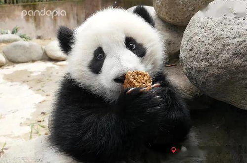 如何pei出好看的照片 熊猫拍照教学告诉你