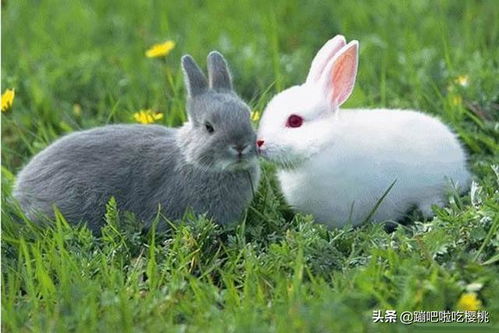 小白兔的特点 小兔子的外形特点和生活习性
