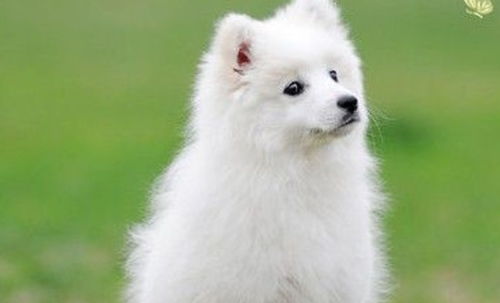 你知道银狐犬能长多大吗 它们的性格温柔吗 是好的看门狗吗