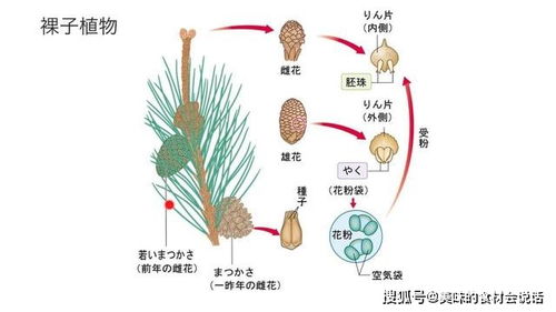 如果全球75亿人口全部穿越到侏罗纪,会导致恐龙提前灭绝吗