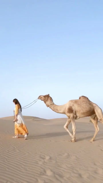 沙漠骆驼和美女 