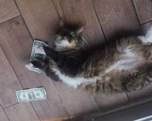 猫咪能赚钱养铲屎官