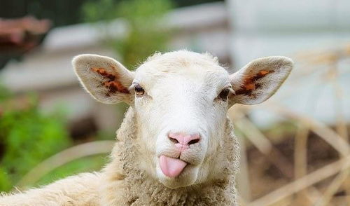 为啥公羊都不追母羊了 专家 8 公羊对母羊没兴趣,天生同性恋