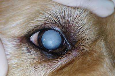 福州每年因白内障失明的狗狗或猫咪近千只,如何治疗犬猫白内障 