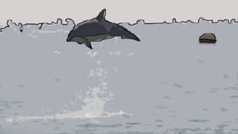 彩虹鲨为什么会一直跳出水面？
