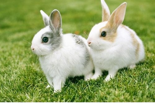 听说兔子吃湿草会死,它能吃湿的草或者叶子吗 