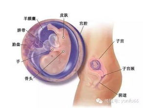 四个月的胎儿有多大