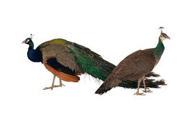 鸟类百科0005图 饮食水果图库 设计素材库 网络设计素材 