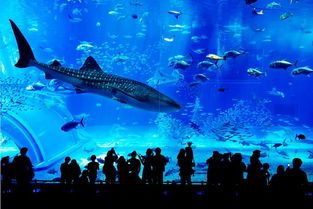 水族馆 搜狗百科 