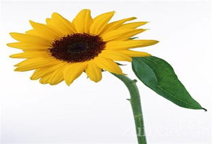 向日葵的叶子像什么形状样子和特点,向日葵的特点描写