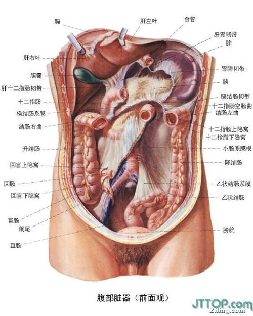 肚子内脏示意图,内脏器官分布图?
