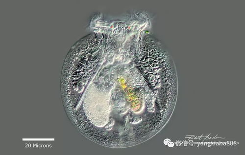 热议 在水产养殖当中,如何增加水中浮游植物 浮游水生物