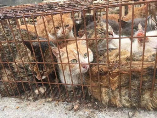 被上海救下的丹阳猫 幸运之后,他们还需要些温暖