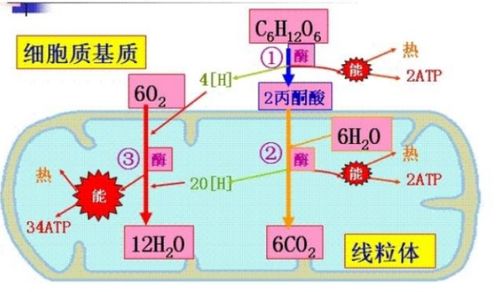 微生物的分解作用属于呼吸作用吗 