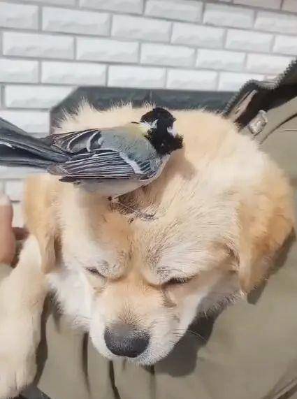 一只鸟挂在狗狗头上,新颖的发夹,狗狗反应让人哭笑不得