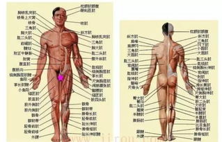 身体的各个部位位置图 图片搜索