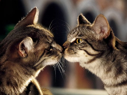 这6种气味猫咪最爱闻,随便一种,都能让它上瘾