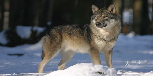 狼和狗的区别 狼和狗如何区分