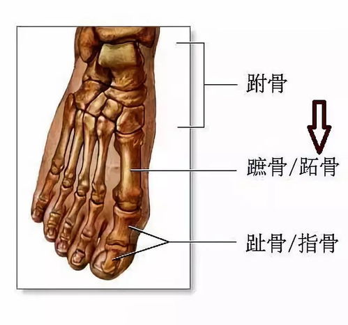 趾骨与跖骨位置图 搜狗图片搜索