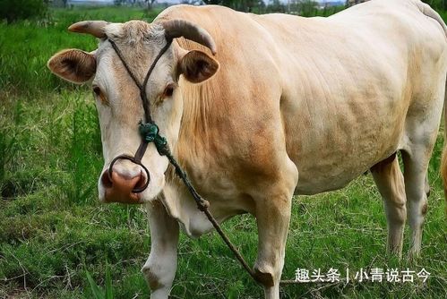 4月底,生肖牛 生肖鼠 生肖兔鲤跃龙门,好运相随,事业创新高