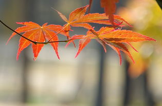 天平之枫