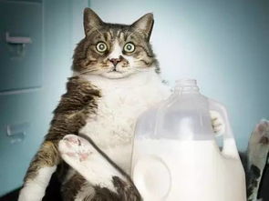 猫能不能喝牛奶,猫能不能喝牛奶纯牛奶